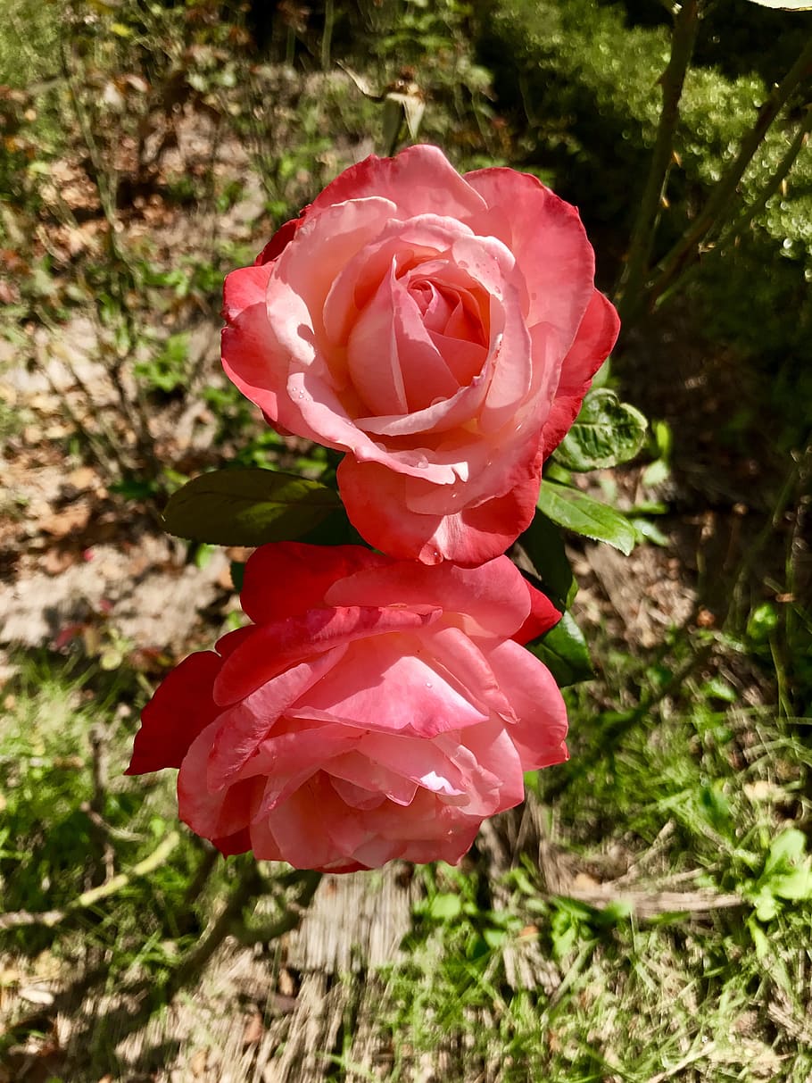 flower, red, twins, flowering plant, beauty in nature, vulnerability HD wallpaper