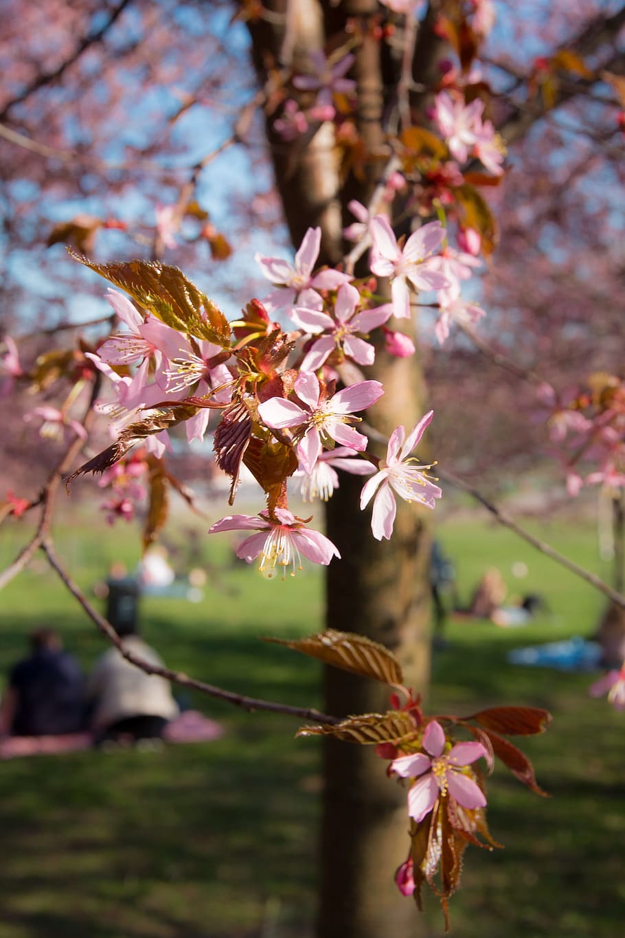 cherry, cherry tree, pink, flower, bloom, nature, park, cherry park HD wallpaper