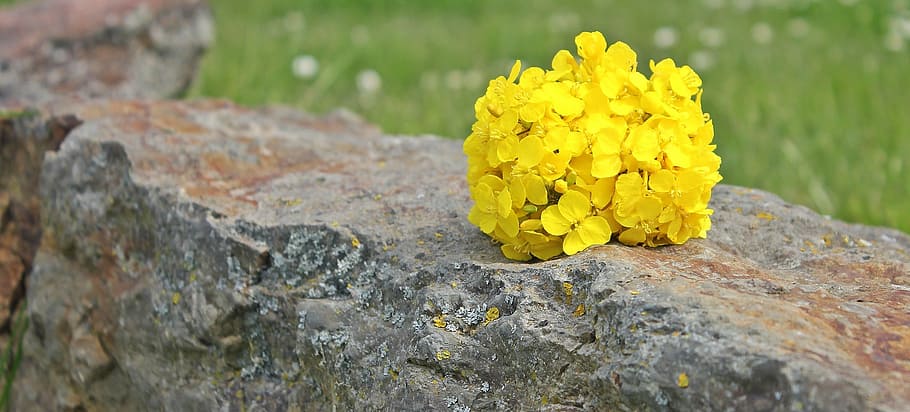 oilseed rape, stone, nature, background, yellow, rape flower HD wallpaper