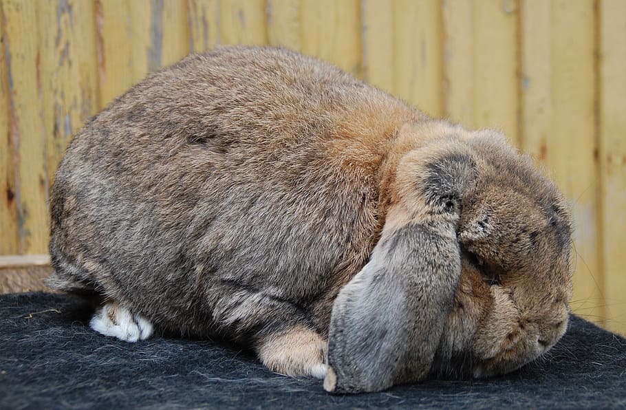 brown and gray rabbit on gray textile, fluffy, fur, animal HD wallpaper