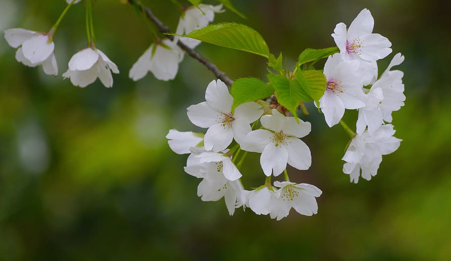 wild cherry, cherry blossoms, white, green, leaf, karen, cute HD wallpaper