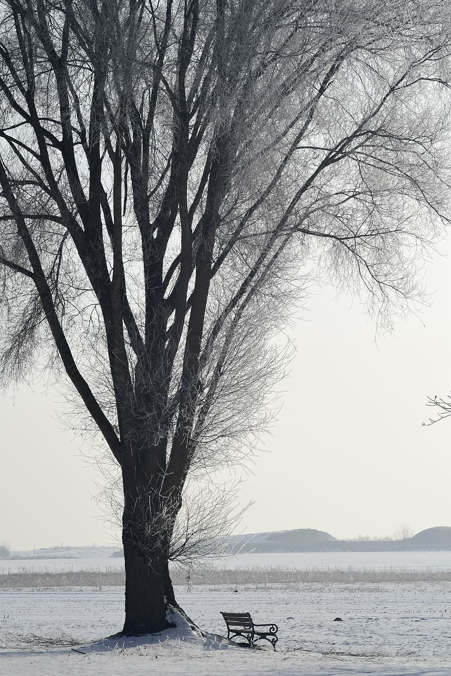 tree, winter, wintry, snow, snowy, landscape, nature, cold HD wallpaper