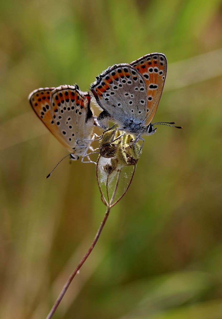 butterfly, pair, mating, red, wings, insecta, flower, coloring HD wallpaper