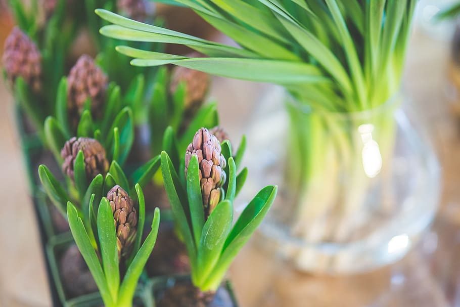 flower, hyacinth, spring, plant, green color, growth, leaf HD wallpaper
