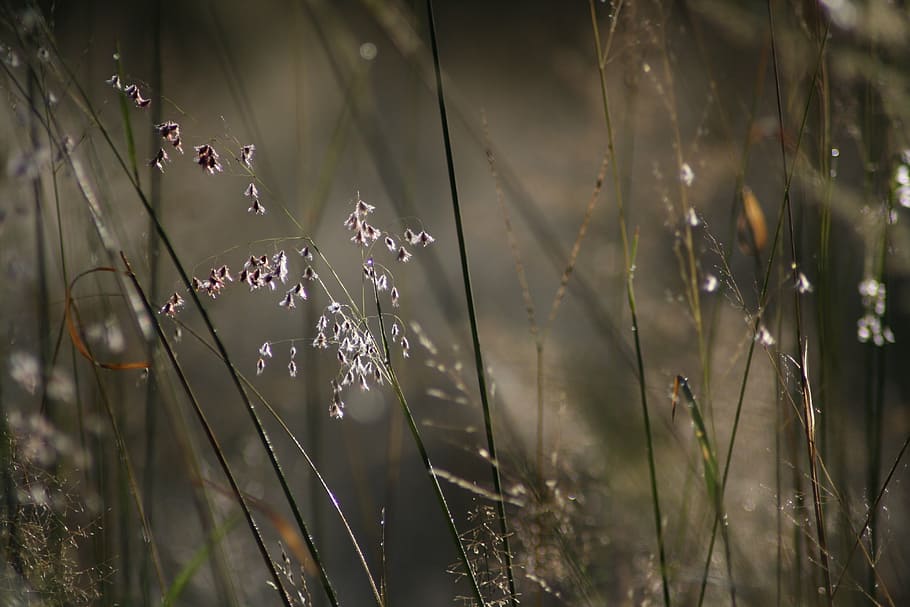 nature, morning, backlight, grass, drops, plant, fragility HD wallpaper
