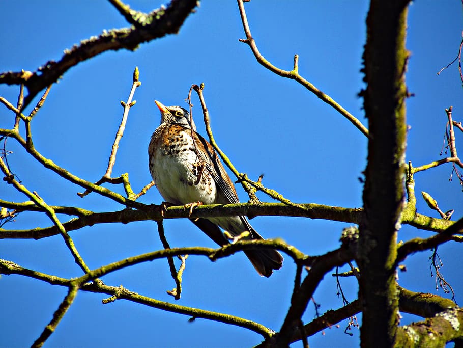 PARK  Spring Bird