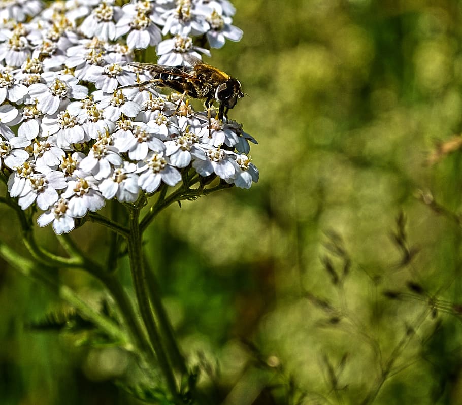Nature, Flower, Bee, growth, day, outdoors, no people, animals in the wild HD wallpaper