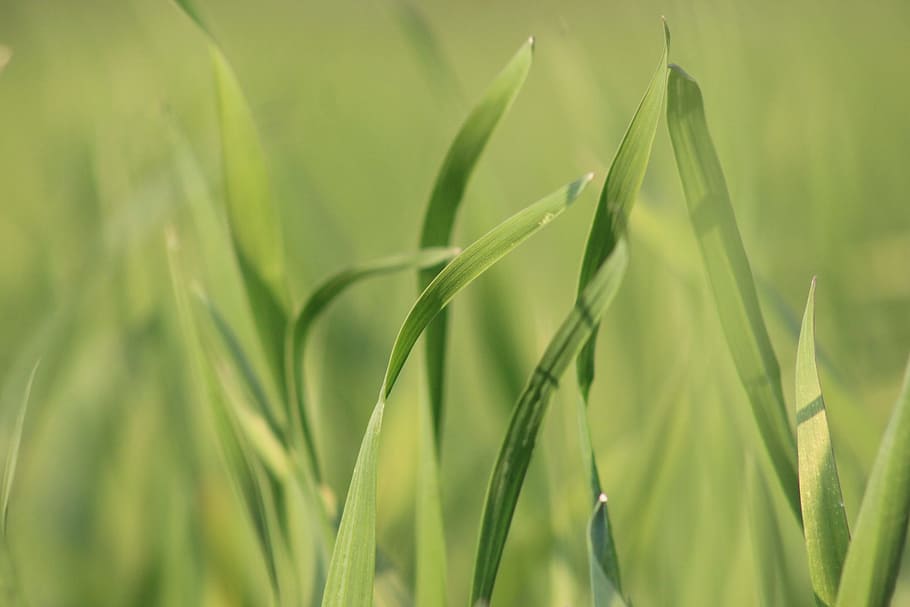 growth, flora, leaf, grass, nature, garden, hayfield, freshness HD wallpaper