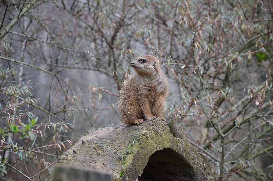 meerkat, guard, attention, keep watch, animal, nature, zoo HD wallpaper