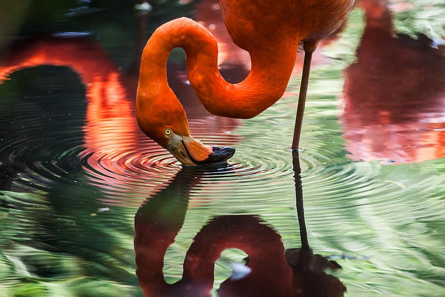 pink flamingo, flamingo on body of water, ripple, reflection