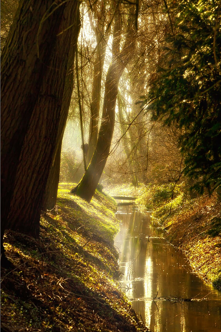 brown and green trees beside body of water portrait photography HD wallpaper