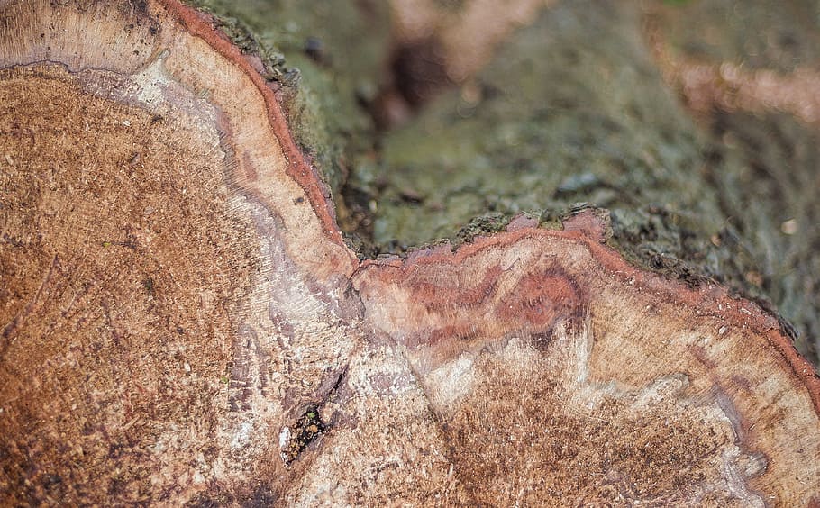 Wood, Tribe, Tree, Log, Cases, like, tree cases, nature, sawed off HD wallpaper