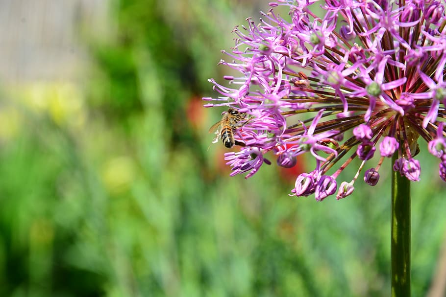 flower, macro, nature, insect, plant, beautiful flower, flying insect HD wallpaper