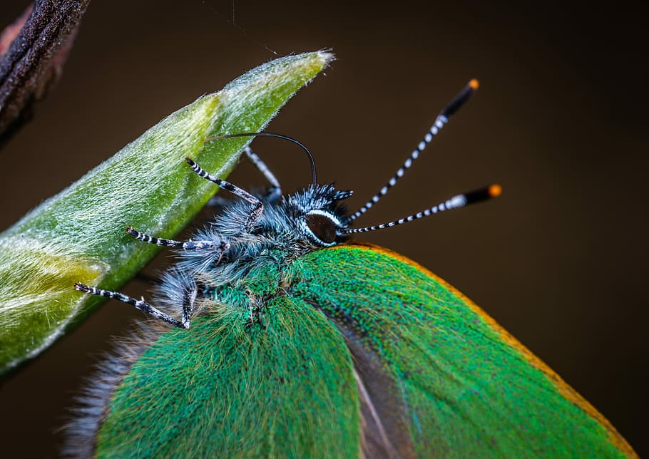 insect, macro, lepidoptera, invertebrate, animal themes, animal wildlife HD wallpaper