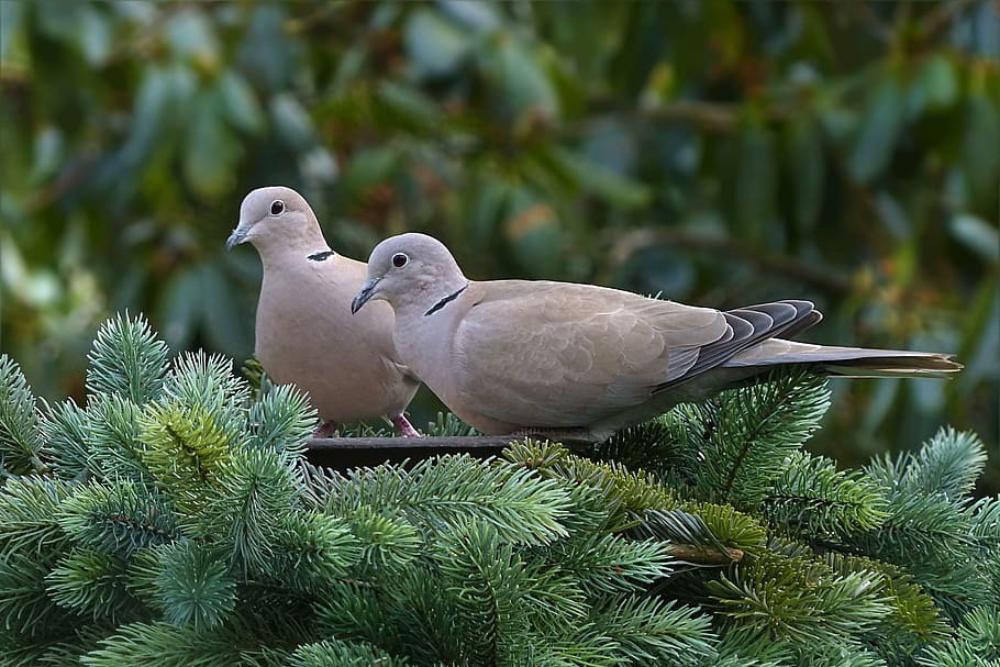 two gray birds on branch, dove, collared, streptopelia decaocto, HD wallpaper