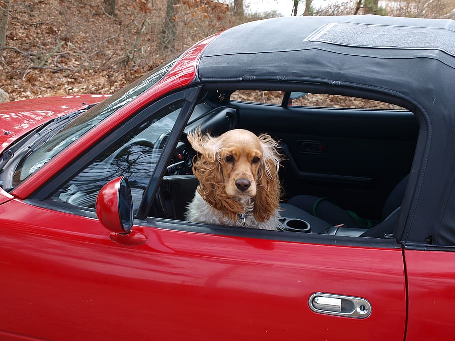 spaniel on soft-top vehicle, cocker spaniel, dog, car, happy, HD wallpaper