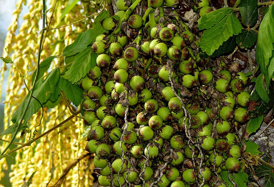 small coconuts, licuri, fruit, healthy eating, growth, green color HD wallpaper