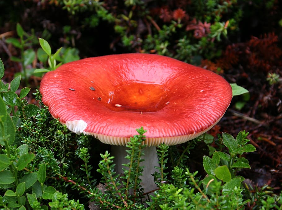 fly agaric, autumn, toxic, forest, nature, mushroom, fungus HD wallpaper