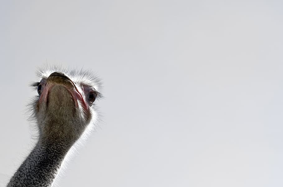 bird, beak, head, ostrich, one animal, animal themes, animal body part HD wallpaper