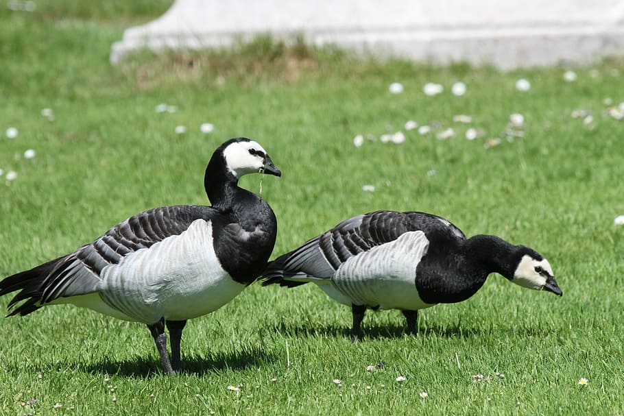 Animals, Geese, Poultry, Feather, Goose, goose meadow, bill HD wallpaper