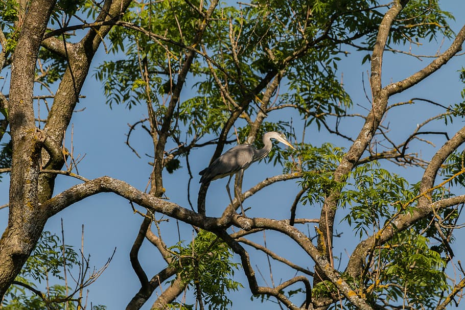 Bird, Tree, Nature, Grey Heron, sea, animal world, plumage HD wallpaper