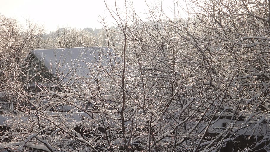 Winter, Village, Snow, Cold, Frost, countryside, tree, nature HD wallpaper