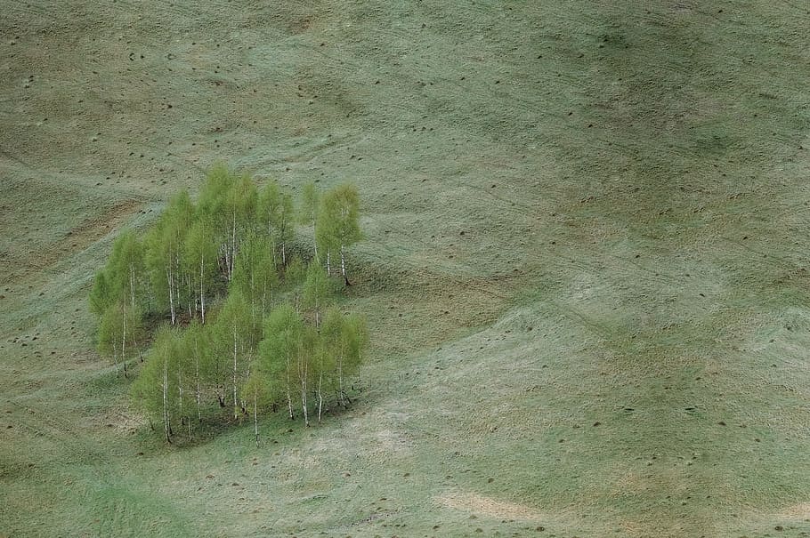 aerial photo of green leafed trees, aerial photography of green grass field at daytiem HD wallpaper