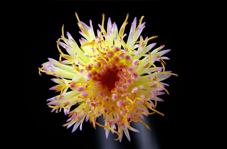 flora, tiny, pistil, macro, black background, flower, beauty in nature HD wallpaper