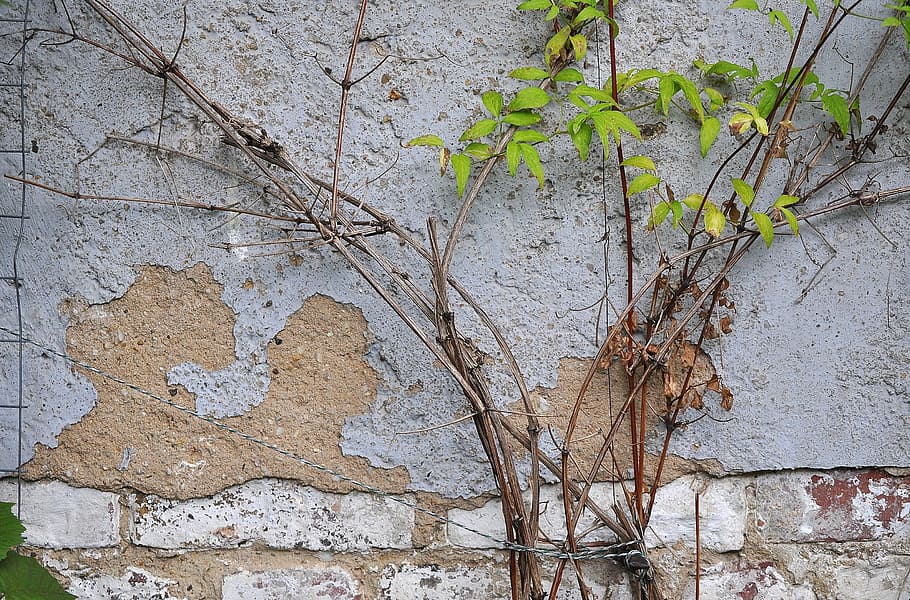 wall, plaster, ranke, leaves, green, facade, grey, cracked HD wallpaper