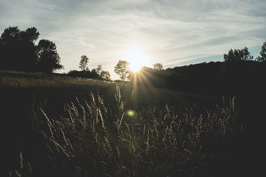nature, sky, sunset, clouds, backlit, forest, grass, idyllic HD wallpaper