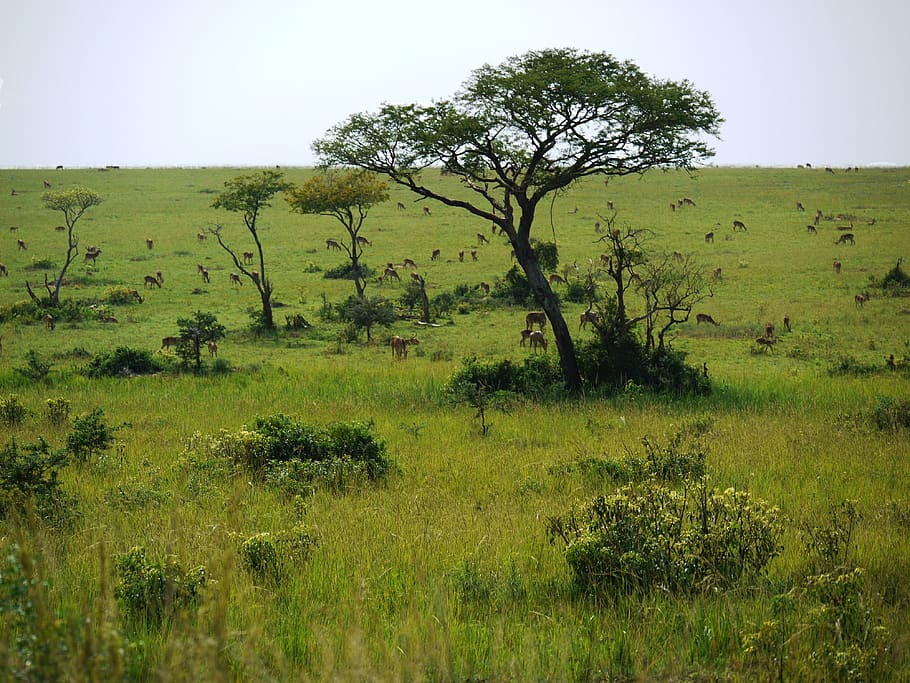savannah, uganda, wild animals, dom, wide, antelope, gazelle