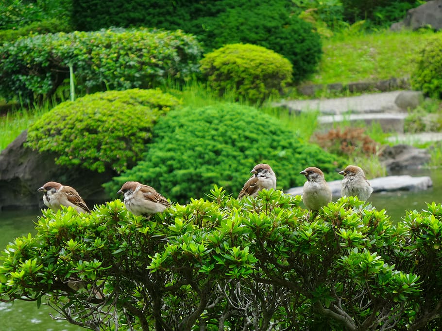 Sparrows, Birds, Green, Green, Tree, Fauna, park, nature, green Color HD wallpaper