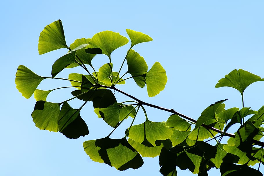 ginkgo, gingko, biloba, leaves, bokeh, green, leaf, branch