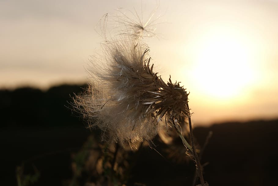 thistle, sun, sunset, abendstimmung, focus on foreground, close-up HD wallpaper