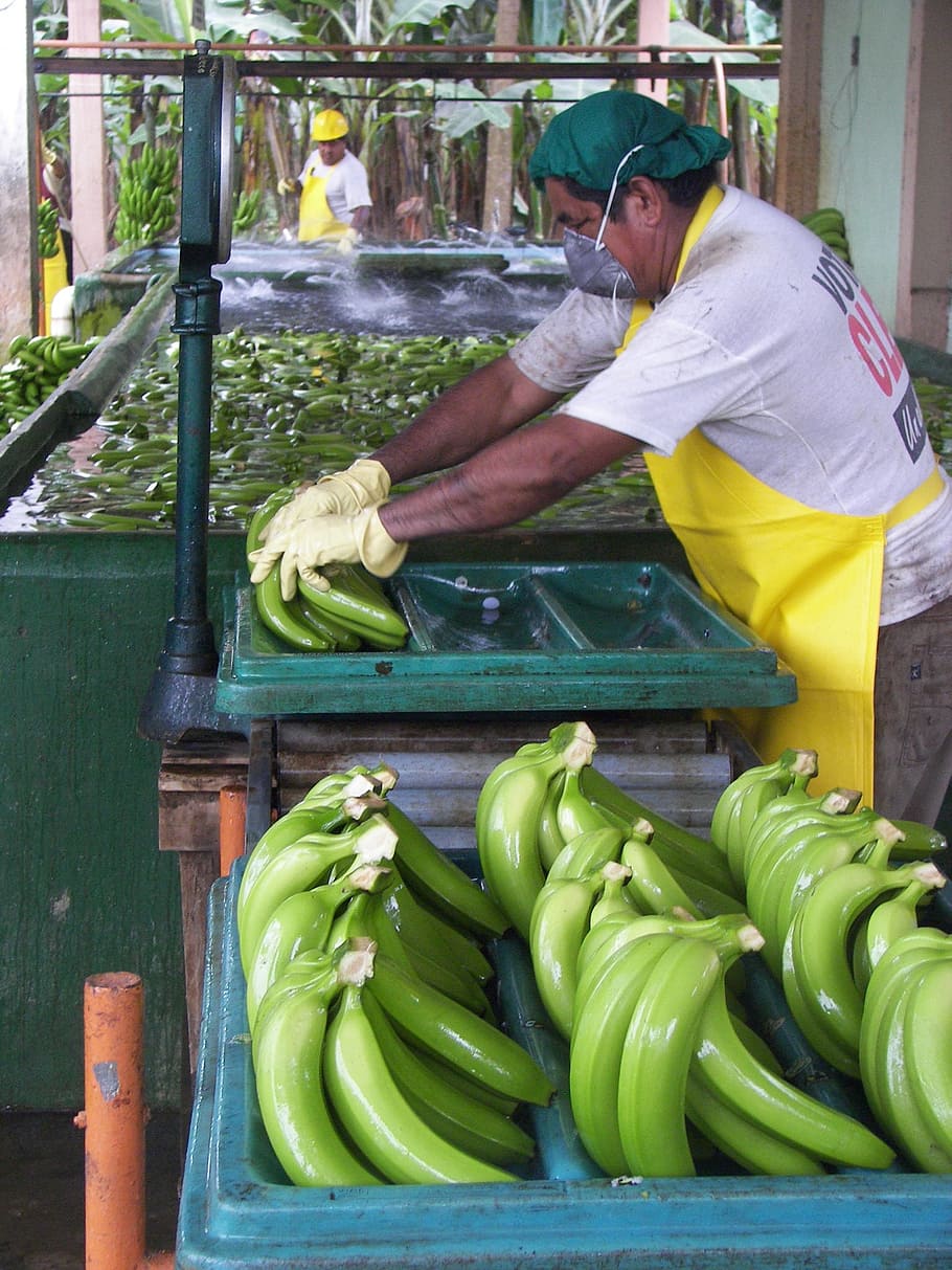 man, packaging, workers, sort, organic bananas, cavendish, ecuador HD wallpaper