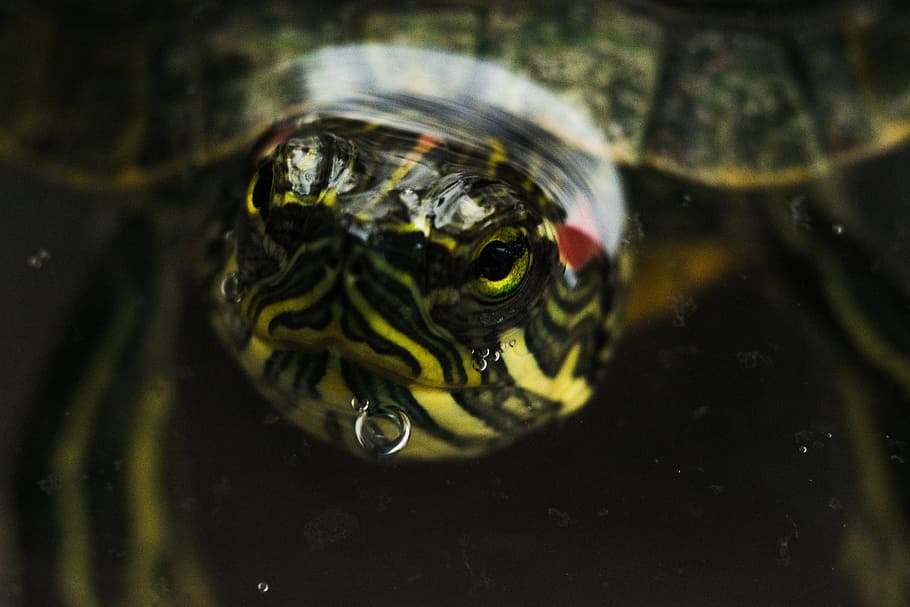 turtle, water, macro, water turtle, panzer, reptile, relax HD wallpaper