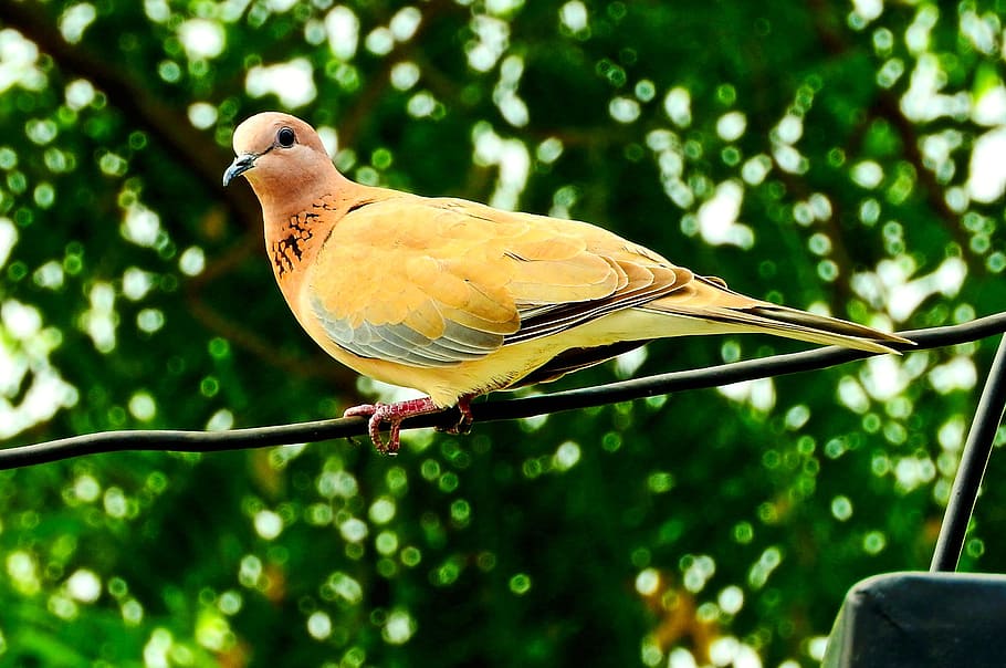 short-beak yellow bird selective focus photography, dove, peace HD wallpaper