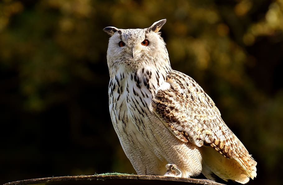shallow focus photography of white and brown owl, bird, feather HD wallpaper