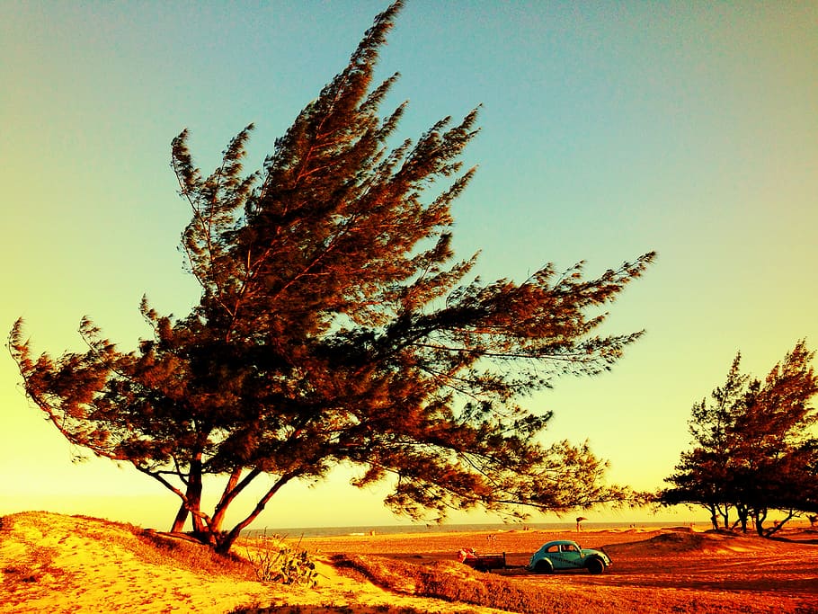 blue Volkswagen beetle near the tree, teal Volkswagen Beetle near green tree during golden hour HD wallpaper