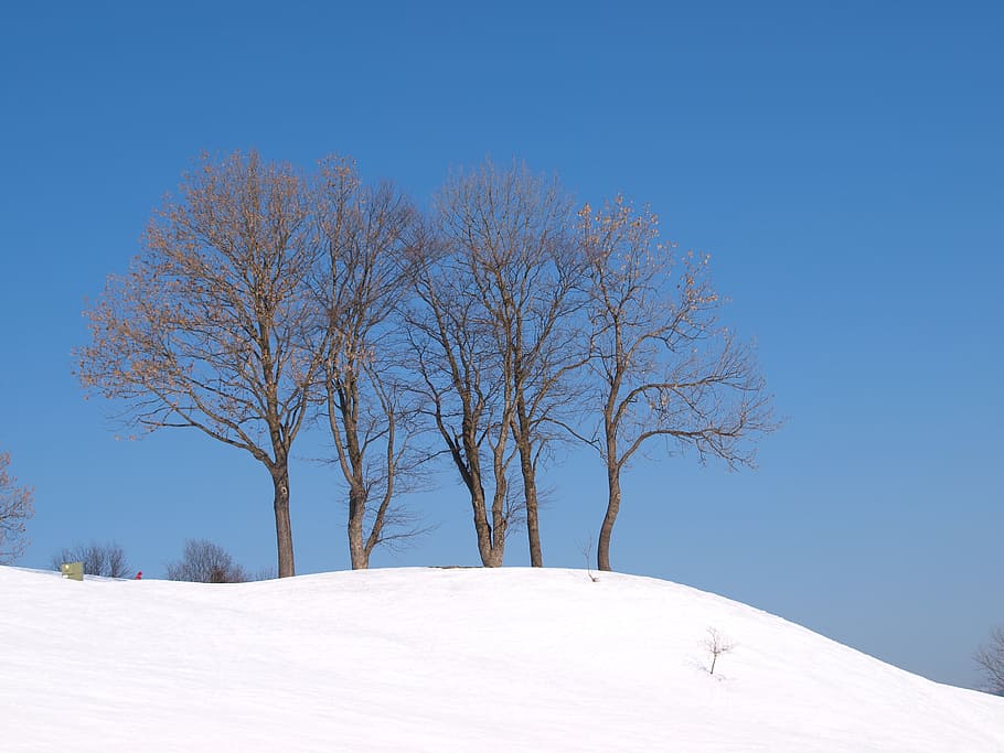 mountains, snow, tree, nature, winter, season, white, blue HD wallpaper