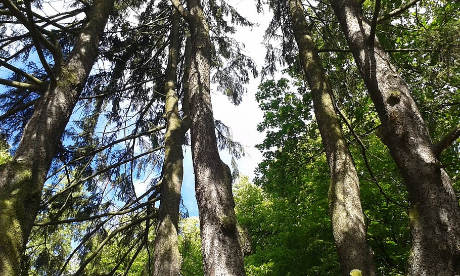 wood, forest, nature, tree, plant, trunk, tree trunk, growth HD wallpaper