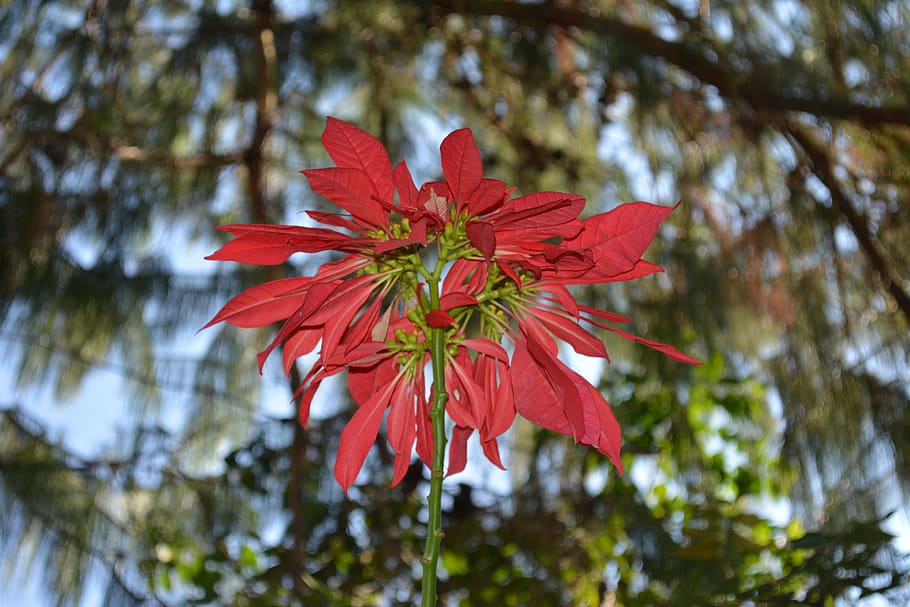flower, nature, flourish, spring, plant, flowering plant, beauty in nature HD wallpaper