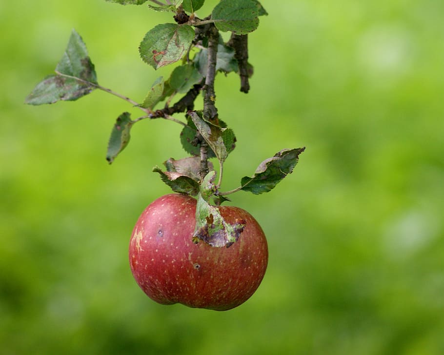 apple, fruit, green, ripe, food, apple tree, red, colorful HD wallpaper