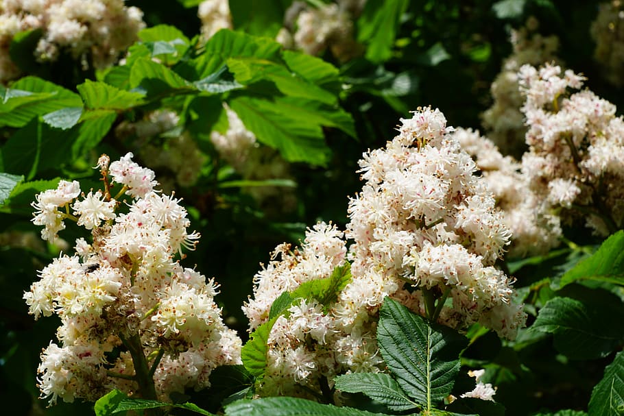 chestnut, tree, nature, blossom, bloom, flower, flowering plant HD wallpaper