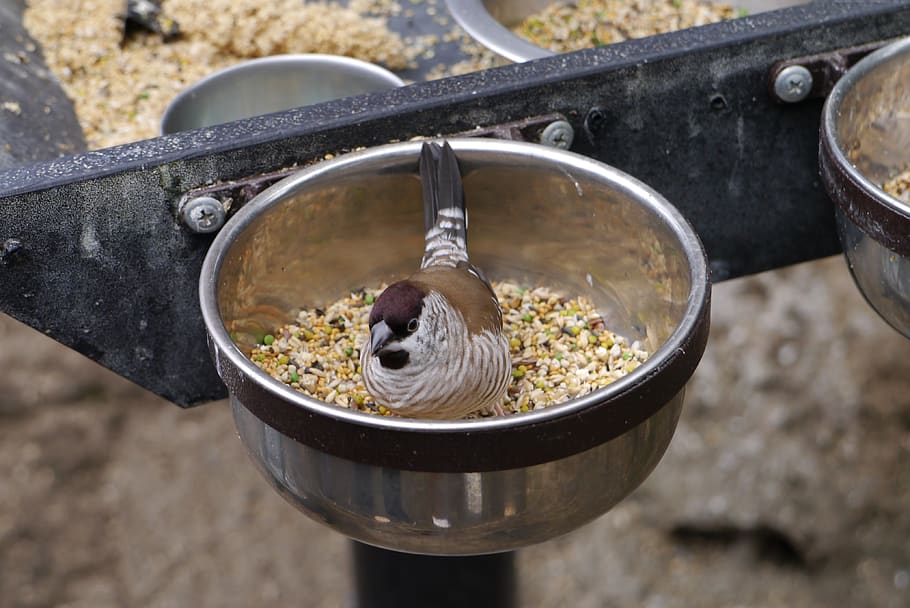 bird, eating, birdwatching, high angle view, food and drink HD wallpaper