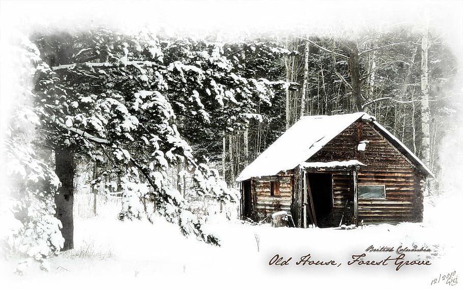 log, cabin, house, old, winter, forest grove, british columbia HD wallpaper