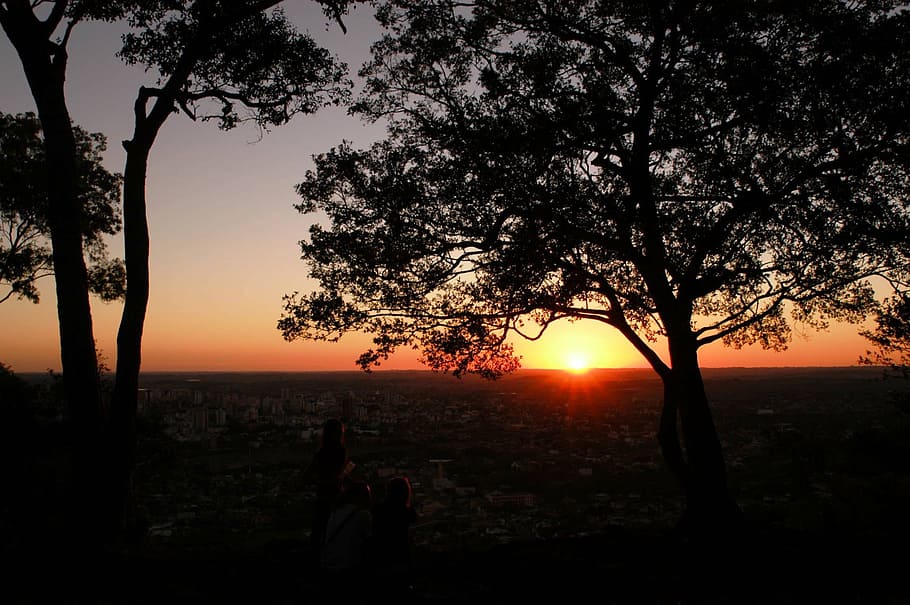 sol, flying, vista, tree, sunset, sky, plant, silhouette, beauty in nature HD wallpaper