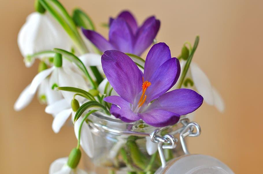 selective focus photography of purple petaled flowers, crocus HD wallpaper