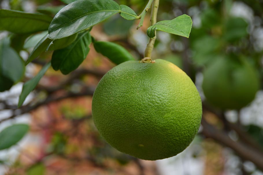 Lime, Citrus, Fruit, Fresh, Food, citrus fruit, green, diet HD wallpaper