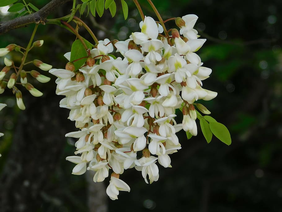 flower, white, tree, nature, white flowers, plant, natural HD wallpaper
